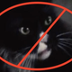 Illustration for article titled The Hunger Games Author Insisted the Cat Be Recast in Catching Fire